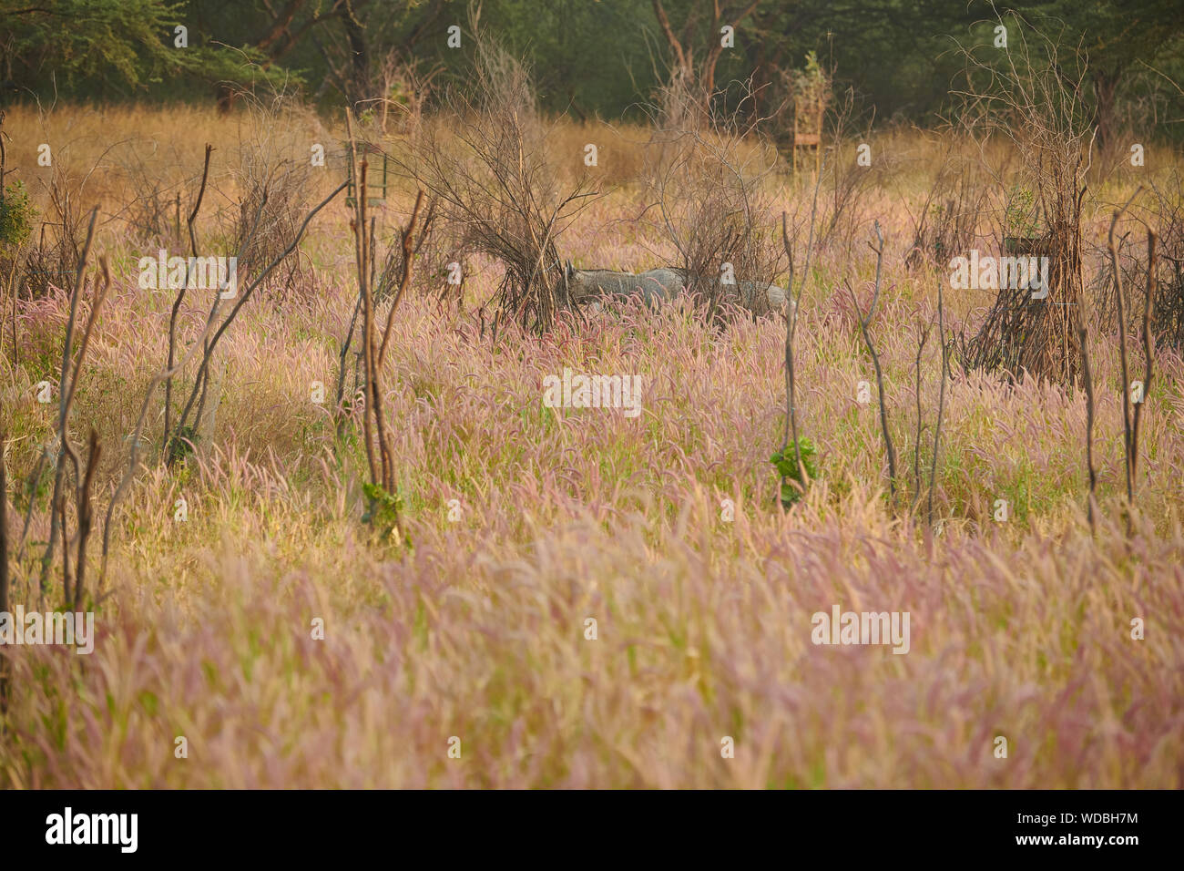 Nilgai, auch bekannt als die Blue Bull in der Jhalana Leopard Sanctuary, befindet sich in der Stadt Jaipur. Stockfoto