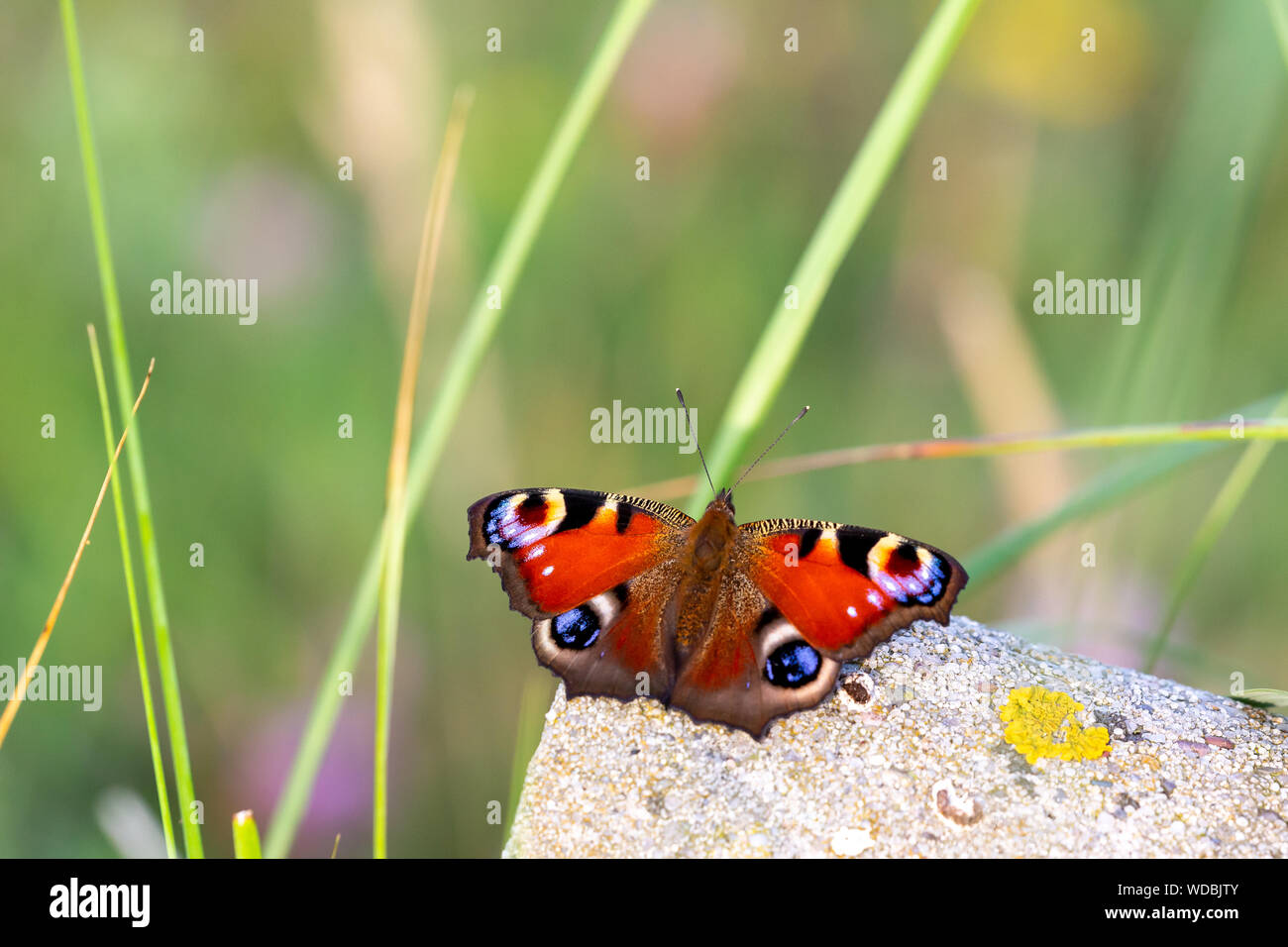 Europäische Peacock (Nymphalis io) auf Juist, Ostfriesische Inseln, Deutschland. Stockfoto