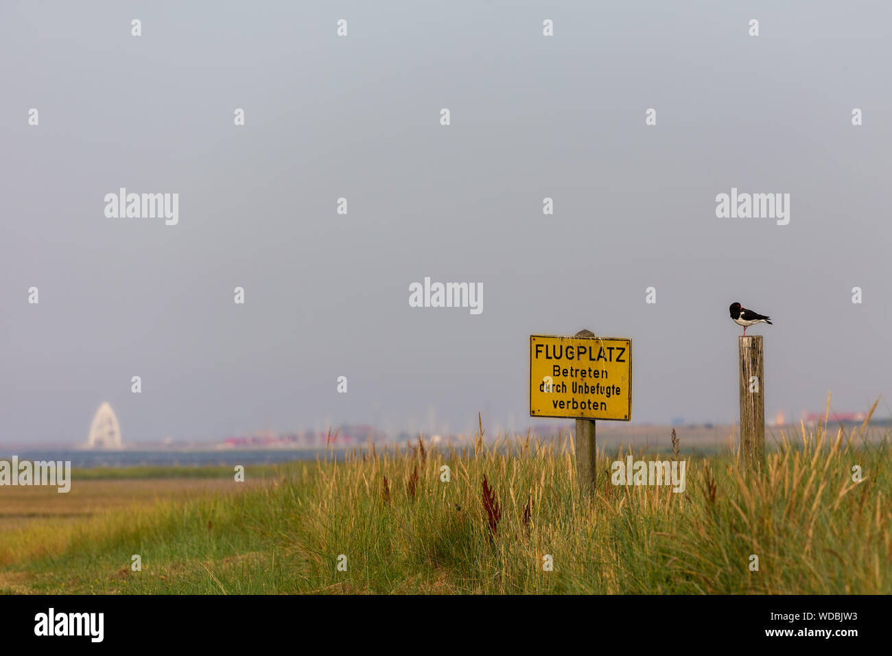 Eurasischen Austernfischer (Haematopus ostralegus) sitzt auf einem Pol in der Nähe des Flugplatz Juist Ostfriesische Inseln, Deutschland. Stockfoto