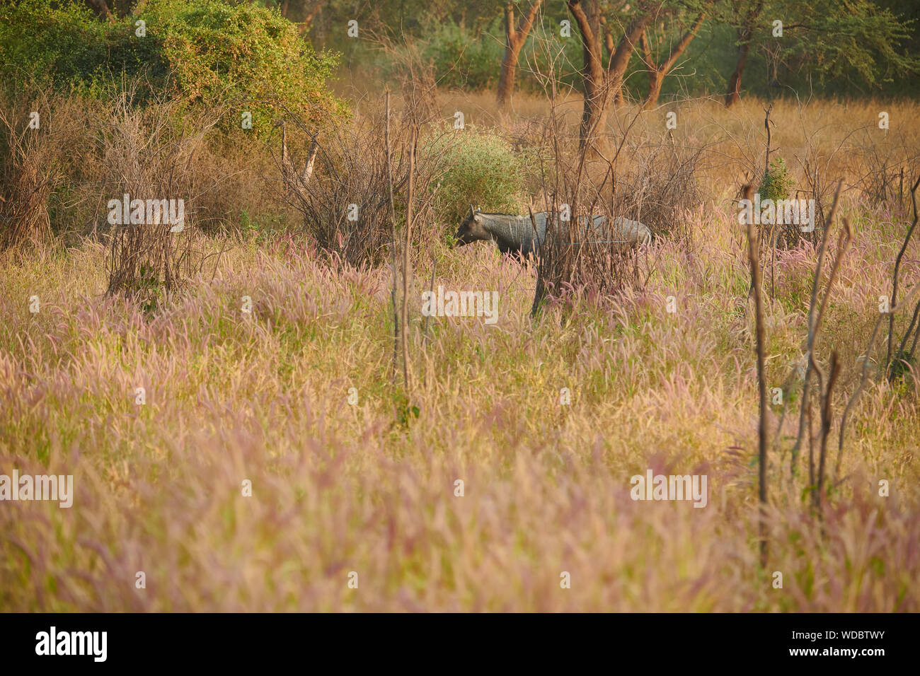 Nilgai, auch bekannt als die Blue Bull in der Jhalana Leopard Sanctuary, befindet sich in der Stadt Jaipur. Stockfoto