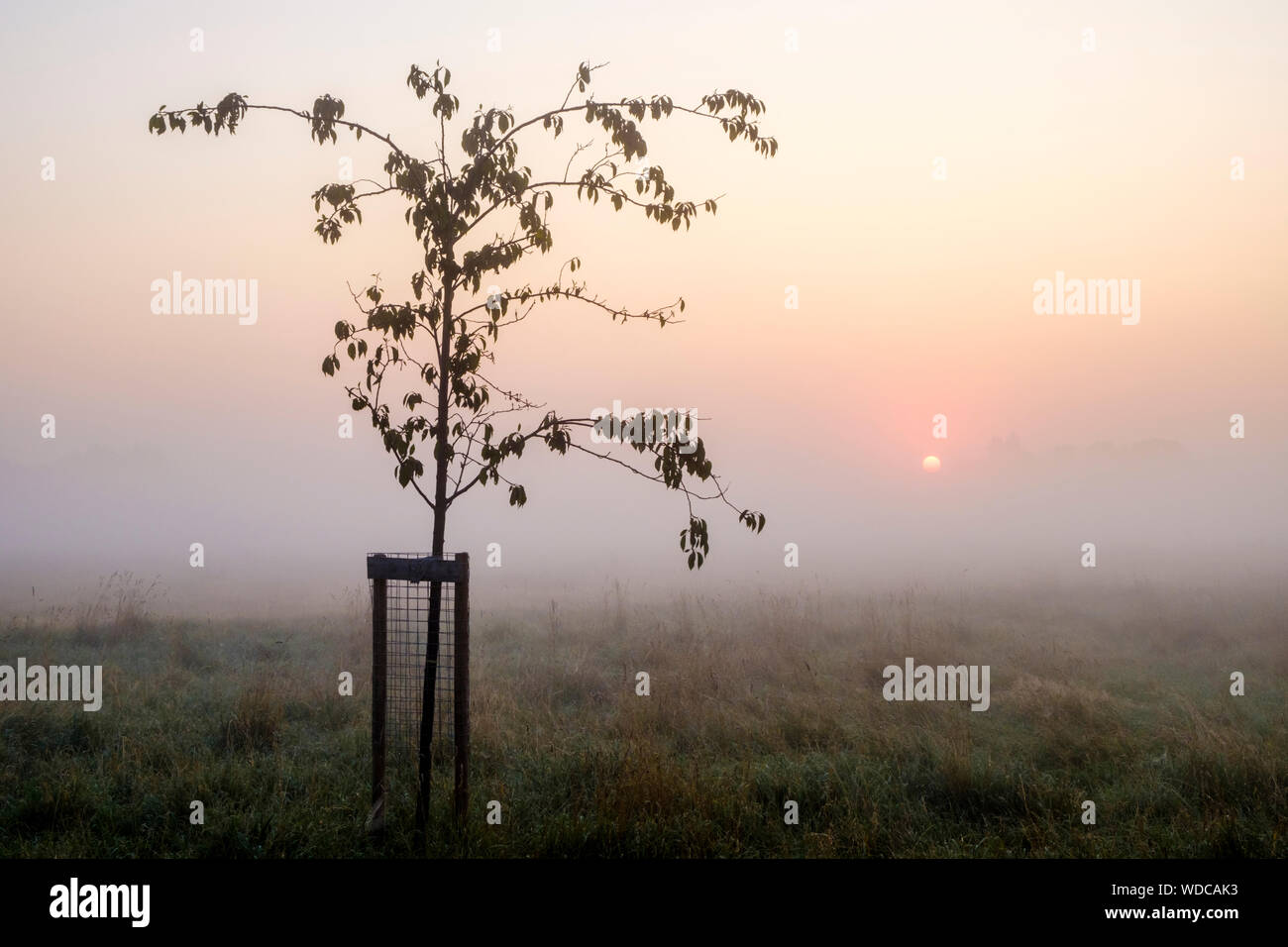 Ein junger Baum oder Bäumchen vor einem nebligen Tag bei Sonnenaufgang, Nottinghamshire, England, UK. Konzept für einen Neuanfang oder neuen Anfang. Stockfoto