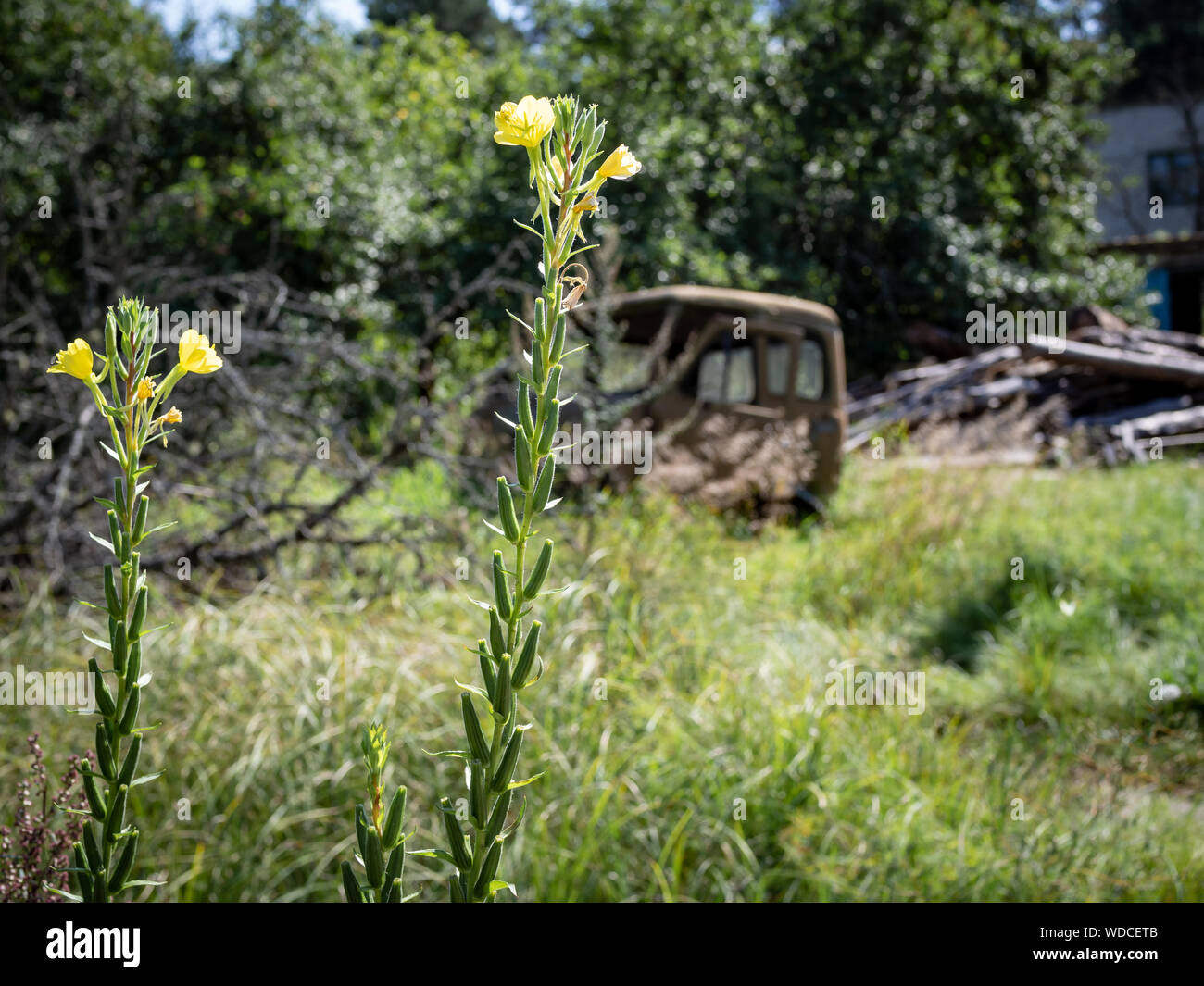 Gelbe Wildblumen auf dem Hintergrund einer verlassenen rostigen LKW Stockfoto