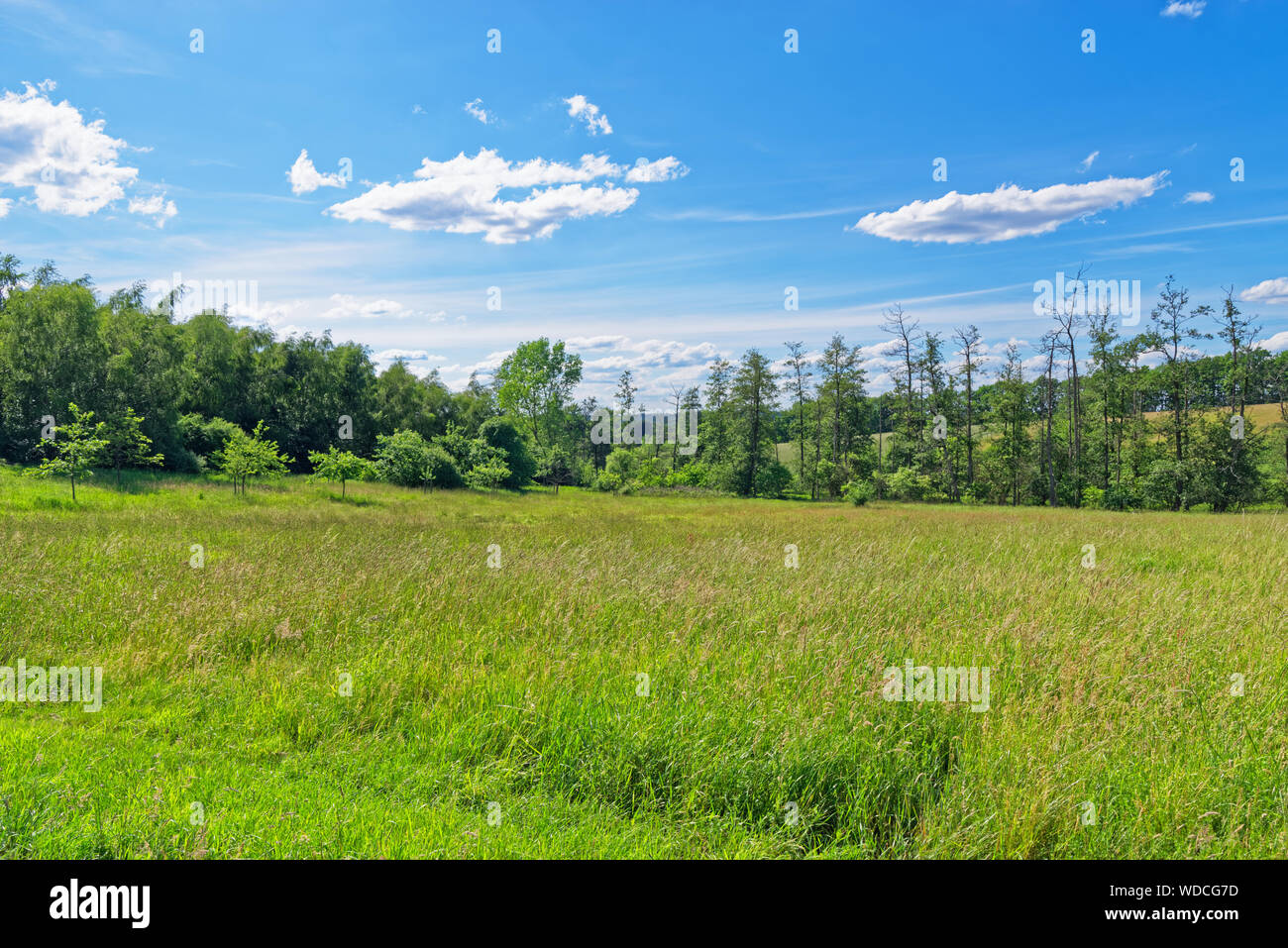 Schöne Wiese vor blauem Himmel in der Lüneburger Heide. Egestorf, Deutschland Stockfoto