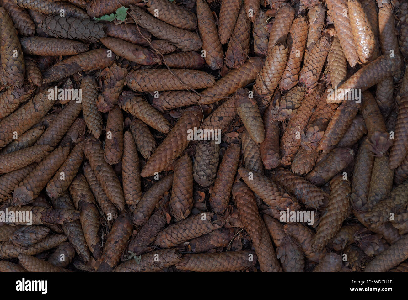 Eine Menge lange Tannenzapfen als full frame Hintergrundbild Stockfoto