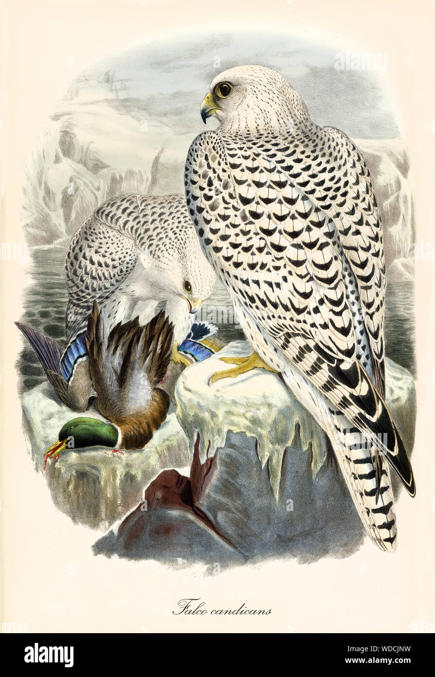Zwei Greifvögel auf einem Felsen nachdem eine Ente gejagt. Sie haben weiße Federn mit schwarzen Punkten. Alte Abbildung: Gyrfalcon (Falco rusticolus). Von John Gould publ. In London, 1862 - 1873 Stockfoto