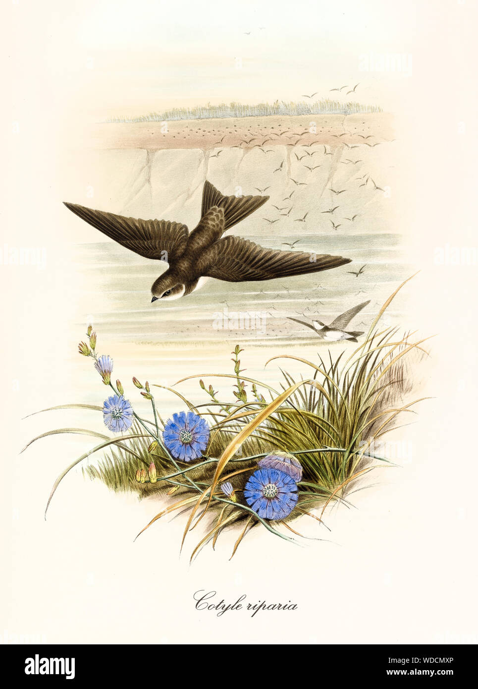 Brownyish Vogel fliegen im Sturzflug mit geöffneten Flügel über ein wenig Vegetation. Herde von anderen Exemplaren weit im Hintergrund. Abbildung der Uferschwalbe (Riparia riparia). Von John Gould, London 1862 - 1873 Stockfoto