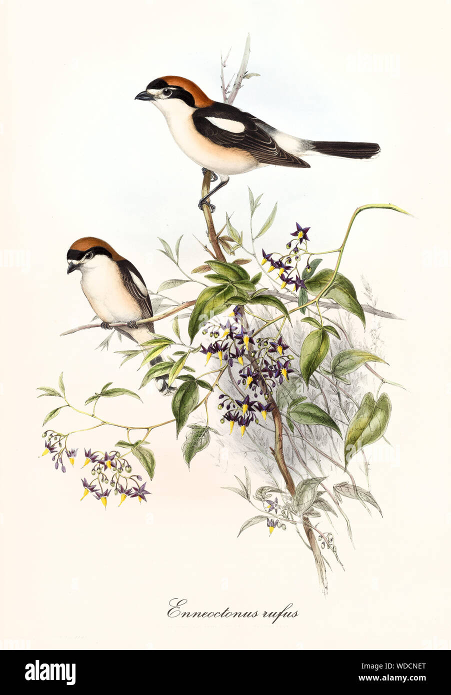 Zwei kleinen niedlichen Vögel beobachten, um stehend auf einem einzigen Zweig. Alte botanische und detaillierte Darstellung von Shrike Rotkopfwürger (Lanius Senator). Von John Gould publ. In London, 1862 - 1873 Stockfoto
