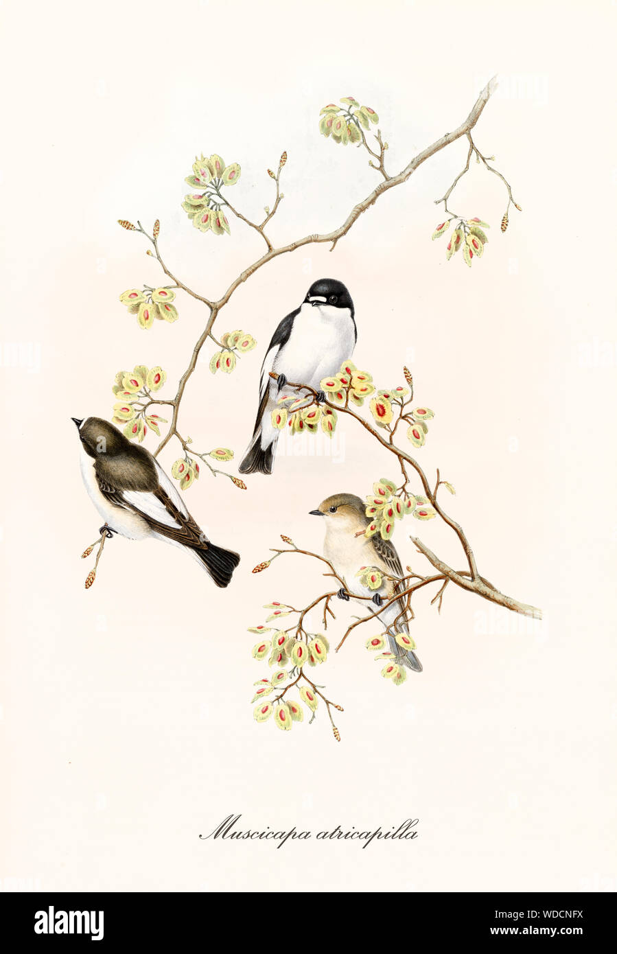 Drei kleinen niedlichen Vögel auf einem dünnen Ast auf weißem Hintergrund. Alte Abbildung der Europäischen Pied Schopftyrann (Ficedula 'So Sweet). Von John Gould publ. In London, 1862 - 1873 Stockfoto