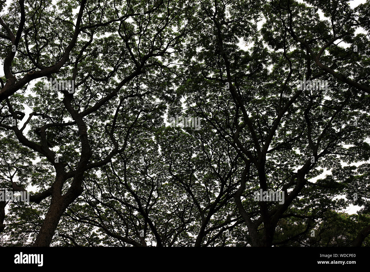 Als ich auf den massiven Baum schaute, schien sein Baldachin den Himmel zu bedecken. Stockfoto