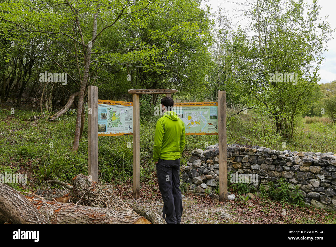 Ein Mann, der an den Schwarzen Brettern am Weißen Felsen Naturschutzgebiet suchen, die doward, Whitchurch, Ross-on-Wye, Herefordshire, England, Großbritannien Stockfoto