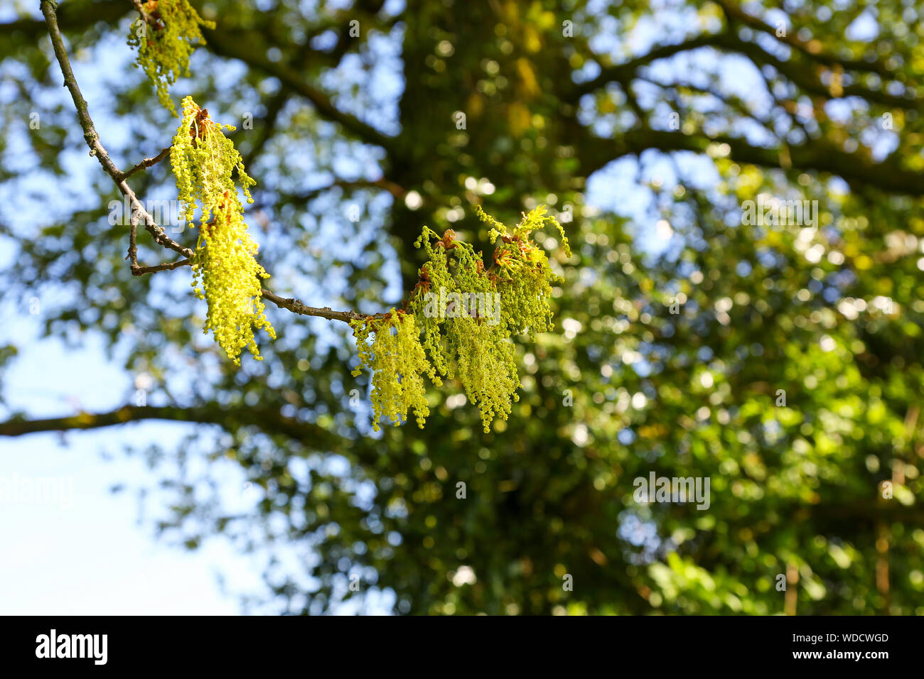 Englisch Oak Tree oder Pendunculate Eiche (Quercus robur) Blumen, Staffordshire, England, UK Stockfoto