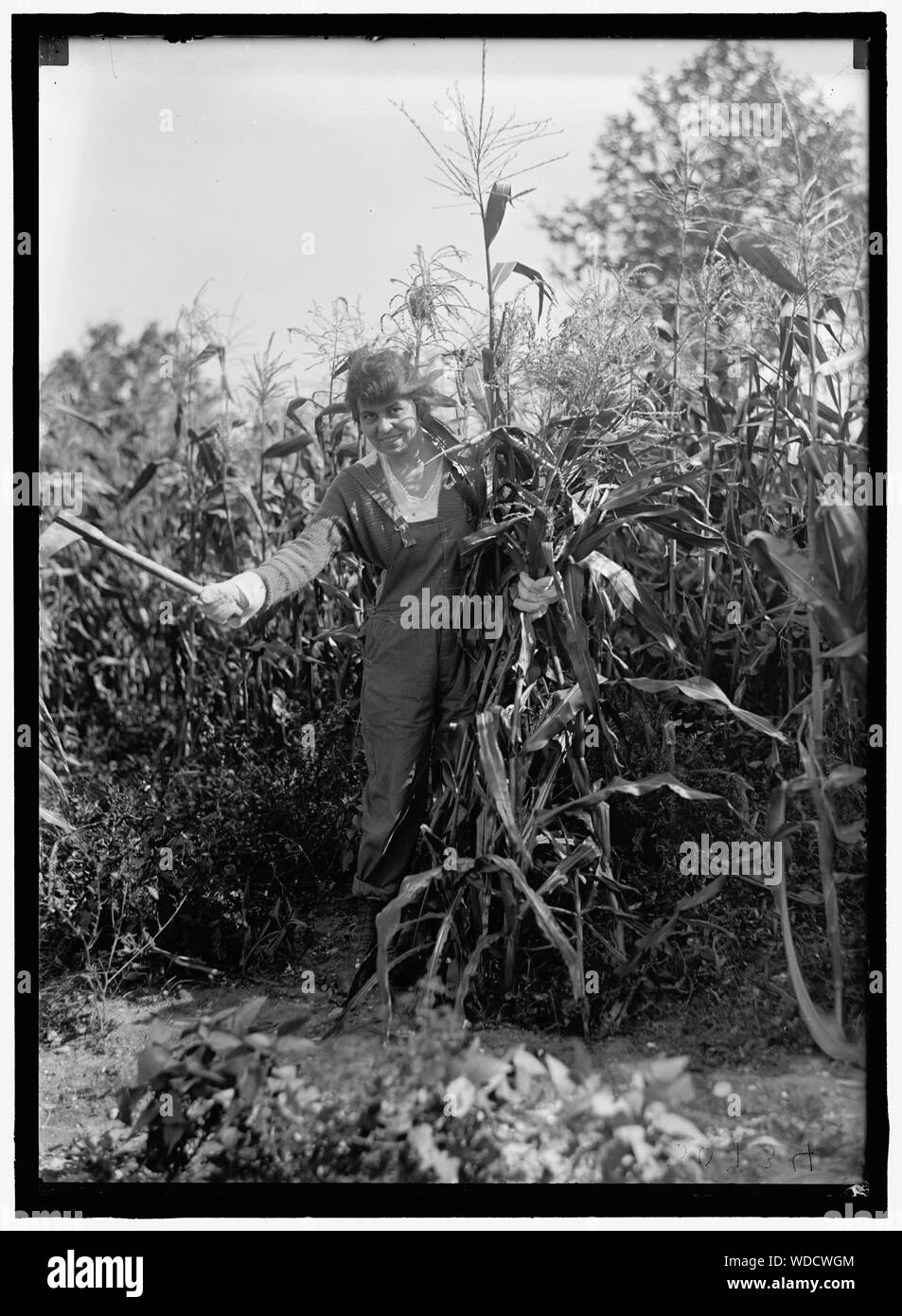 GIRL SCOUTS. FARMERETTES ERNTE Abstract / Medium: 1 Negativ: Glas 5 x 7 in. oder kleiner Stockfoto