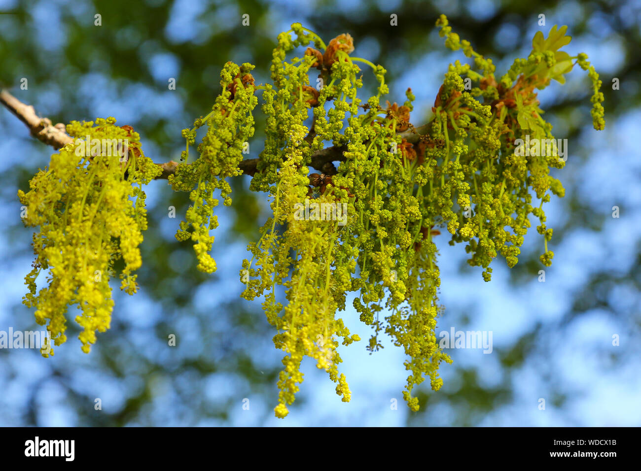 Englisch Oak Tree oder Pendunculate Eiche (Quercus robur) Blumen, Staffordshire, England, UK Stockfoto