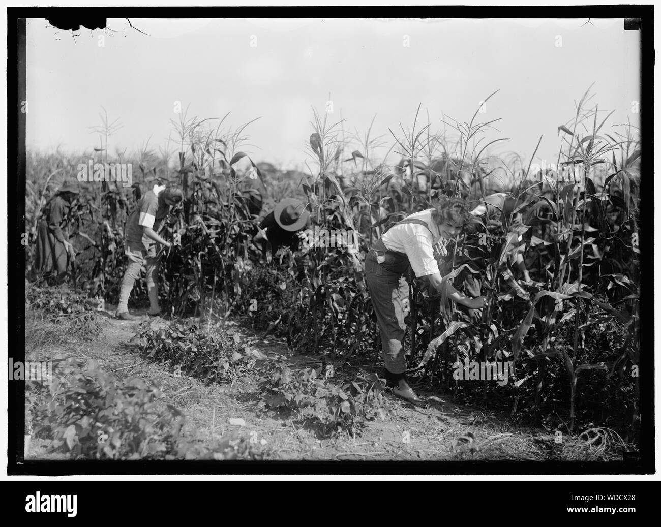 GIRL SCOUTS. FARMERETTES ERNTE Abstract / Medium: 1 Negativ: Glas 5 x 7 in. oder kleiner Stockfoto