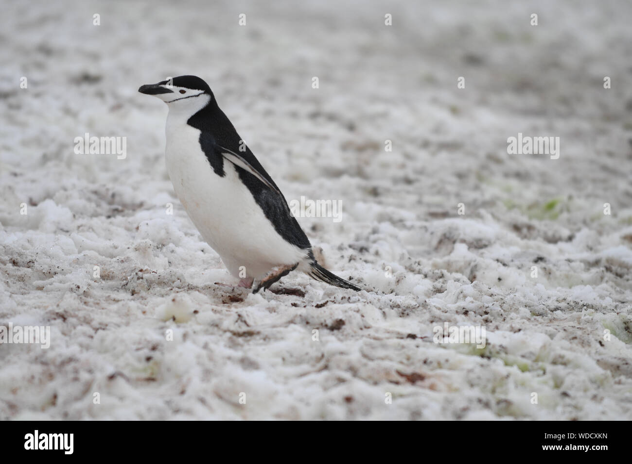 Nahaufnahme der Pinguin auf Schnee Stockfoto