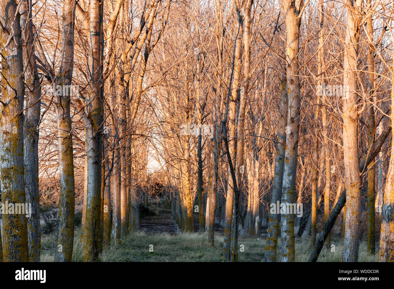 Landschaft in einem See bei Sonnenuntergang Stockfoto