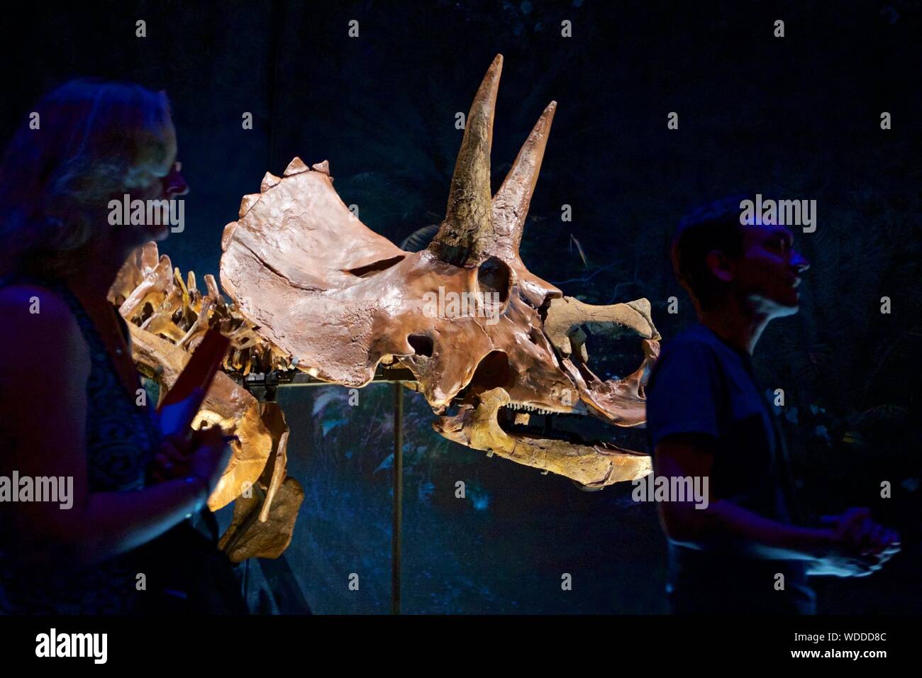 Leiden, Niederlande. 27 Aug, 2019. Ein triceratops Schädel ist auf Anzeige bei Naturalis Biodiversity Center in Leiden, Niederlande, 27.08.2007 2019. Naturalis Biodiversity Center, einem renommierten National Museum und Forschungsinstitut für biologischen Vielfalt, die für die Öffentlichkeit von 12.08.31, 2019 erneut nach zwei Jahren der Sanierung und der Fertigstellung einer neuen Museum. Mit Sitz in Leiden, Niederlande, das Zentrum verfügt über eine Sammlung von 42 Millionen Pflanzen, Tieren, Fossilien und Gesteinen. Quelle: Sylvia Lederer/Xinhua Stockfoto
