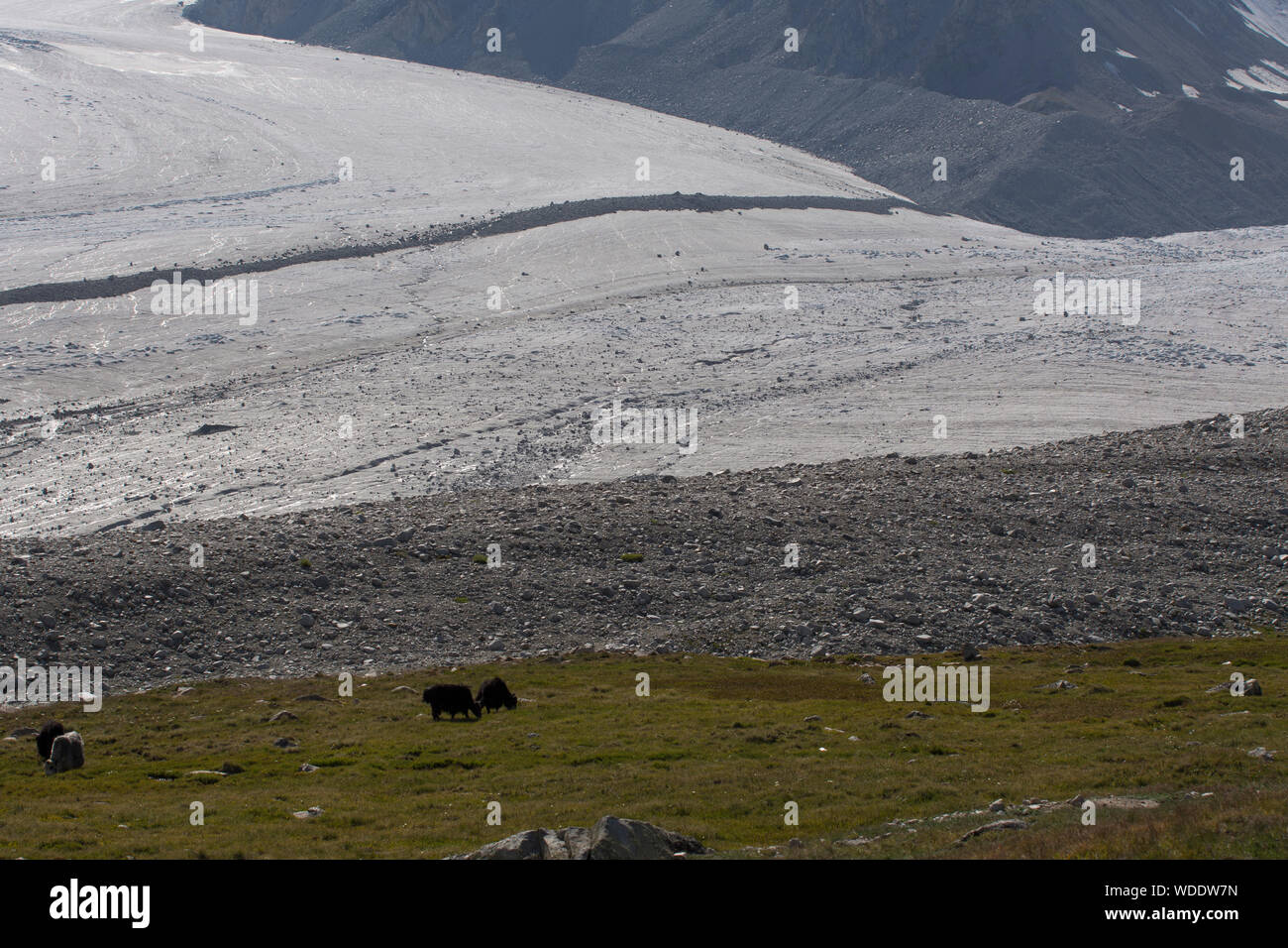 Yaks Kreuzung Potanin Gletscher im Altai Gebirge, Mongolei Stockfoto