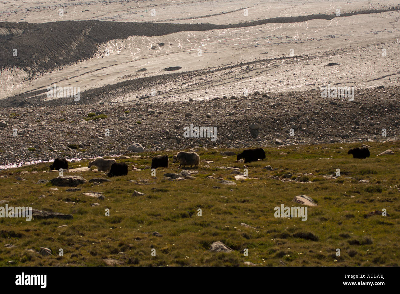 Yaks Kreuzung Potanin Gletscher im Altai Gebirge, Mongolei Stockfoto