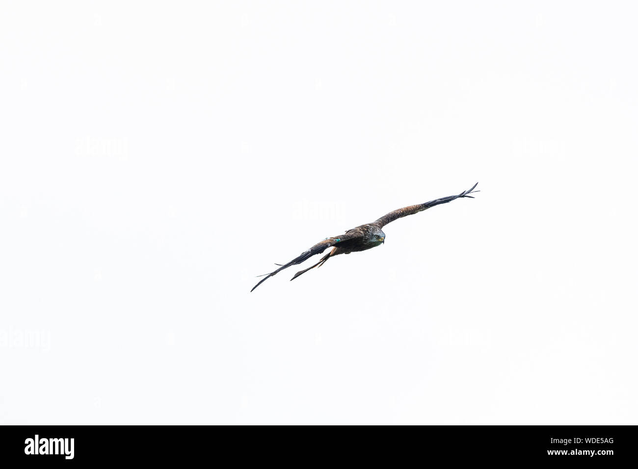 Rotmilan, Milvus milvus in Wales gewinnt öffnen, Kopf, weißen Himmel. Stockfoto