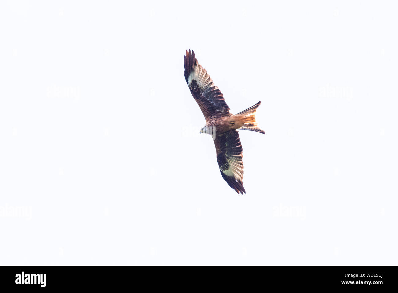 Rotmilan, Milvus milvus, in Wales, Unterseite, Flügel öffnen, weißen Himmel. Stockfoto