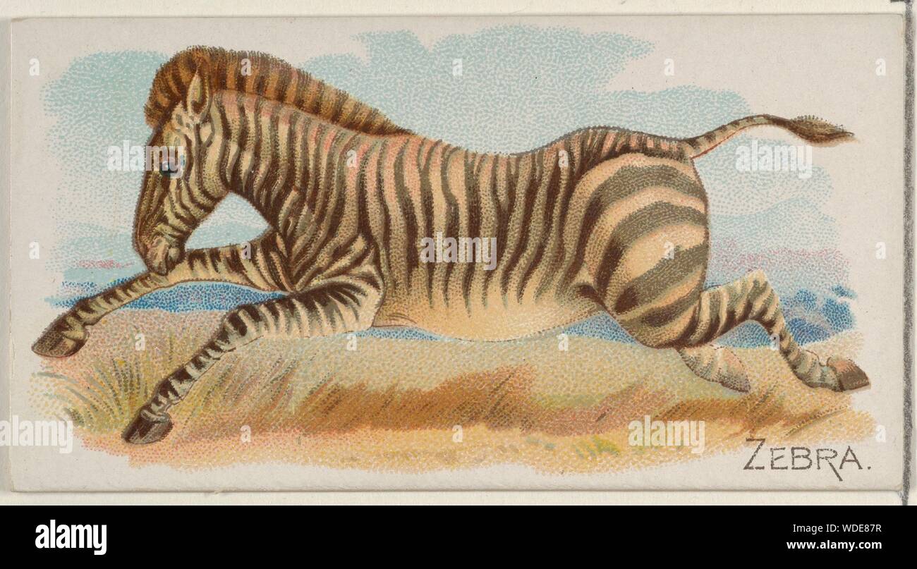 Zebra, von der Vierbeiner-Serie (N21) für Allen & Ginter Zigaretten. Maße: Blatt: 1 1/2 x 2 3/4 in. (3,8 x 7 cm). Lithograph: Lindner, Eddy & Claus (American, New York). Herausgeber: Allen&Ginter (Amerikanische, Richmond, Virginia). Datum: 1890. Handel Karten aus der "Vierbeiner"-Serie (N21), im Jahre 1890 in einer Reihe von 50 ausgestellten Karten Allen&Ginter Marke Zigaretten zu fördern. Museum: Metropolitan Museum of Art, New York, USA. Stockfoto