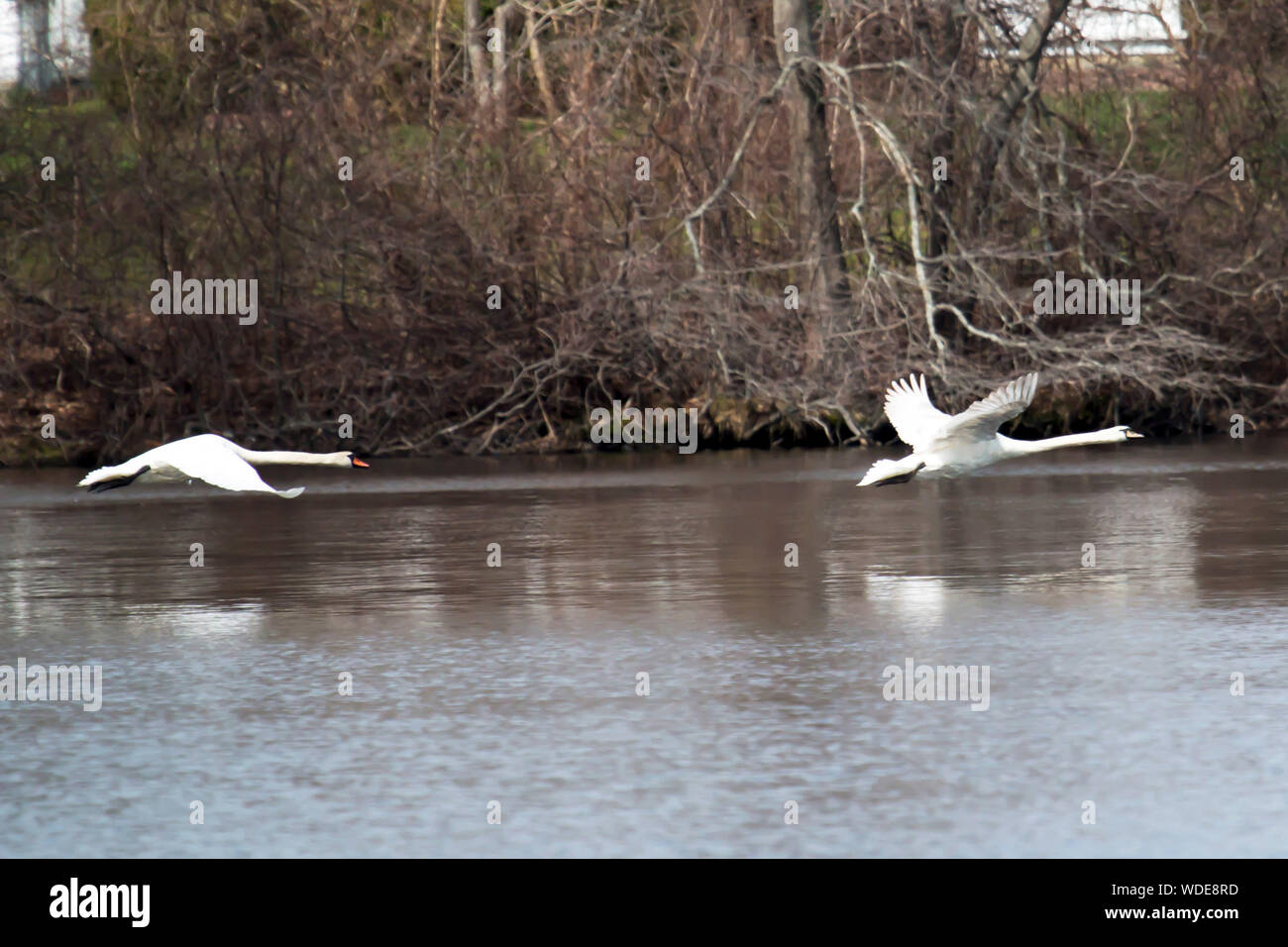 Zwei Schwäne fliegen sehr nahe am Wasser an der Belmont Lake State Park Stockfoto