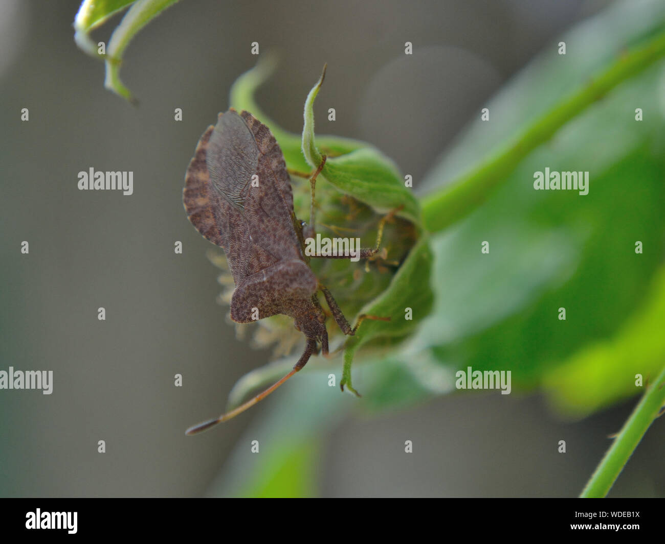 Braun marmorated stinken bug grün Essen Himbeere, Halyomorpha halys Stockfoto