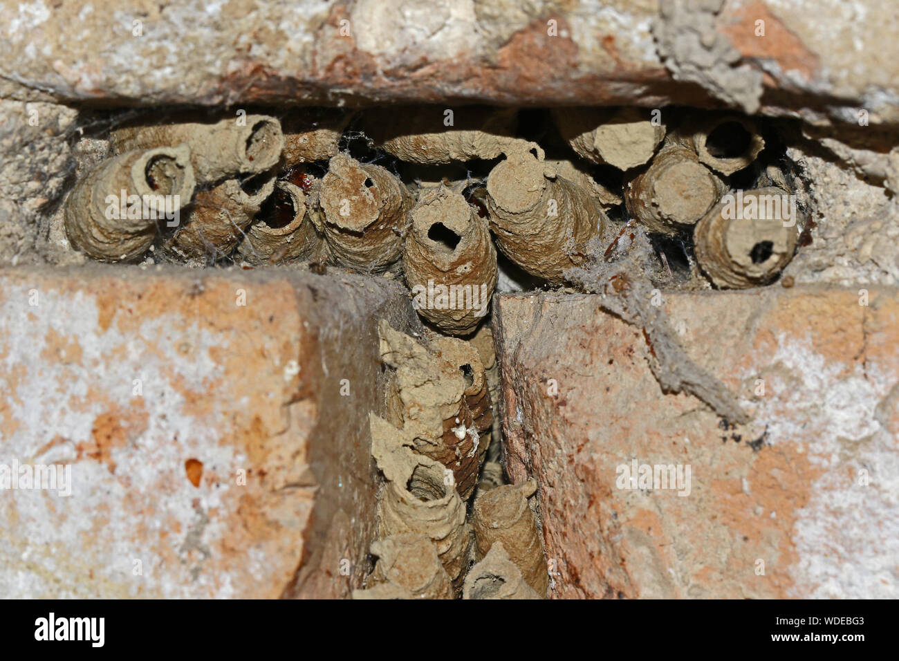 Wasp, Schlamm oder Schmutz oder Schlamm dauber dauber Latin Sceliphron caementarium Wespennester zwischen Mauerwerk in einem alten Gebäude im Zentrum von Italien Stockfoto