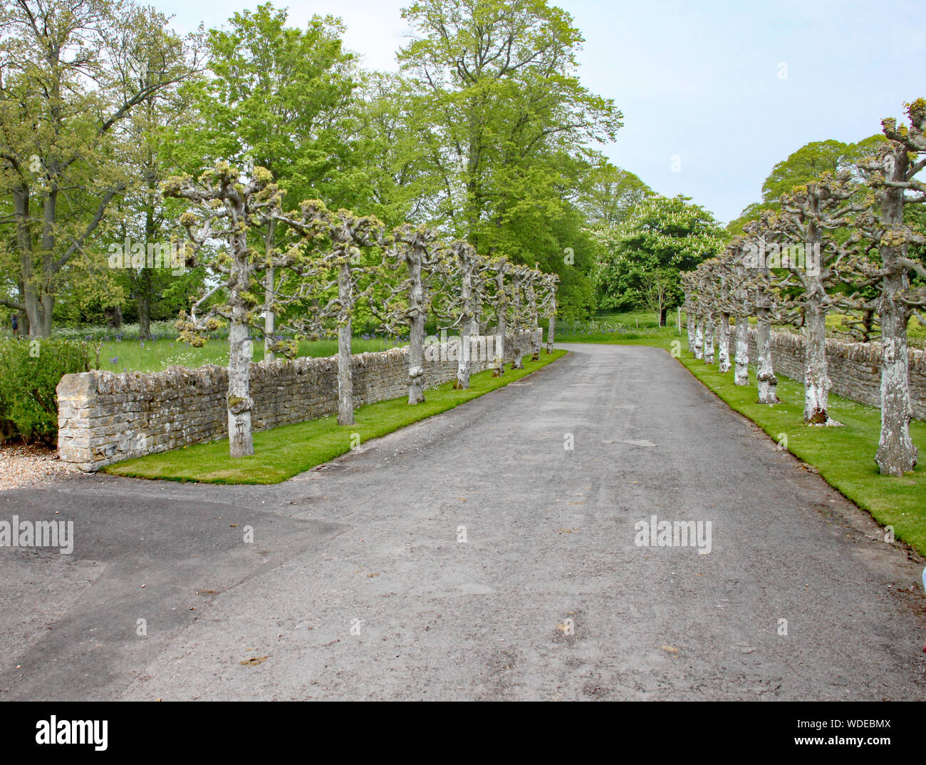 Pollarded Bäume säumen die Straße, auf einem Landgut in England Stockfoto