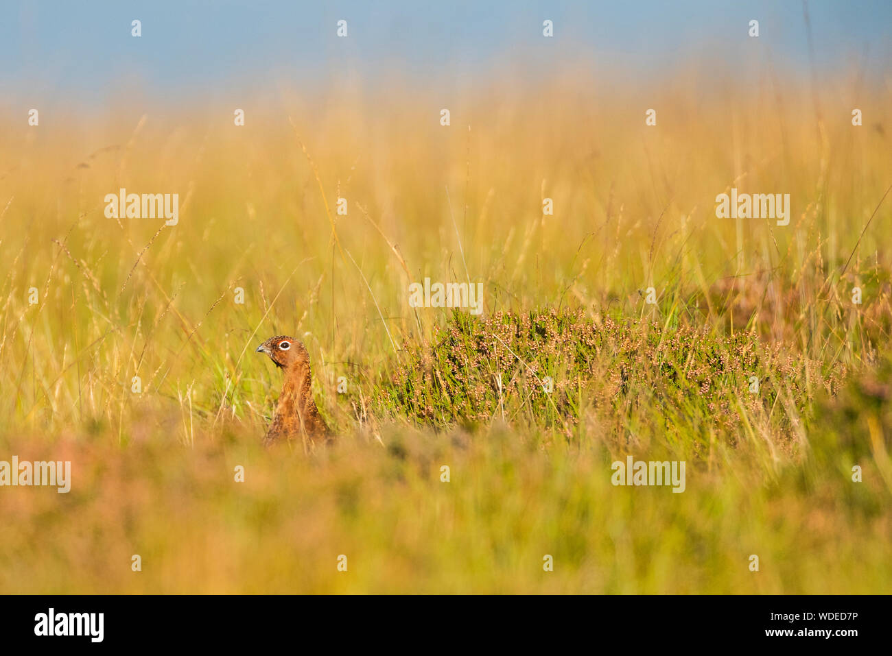 Moorschneehuhn auf der Yorkshire Moors, männliche mit Heidekraut und Gras. Stockfoto