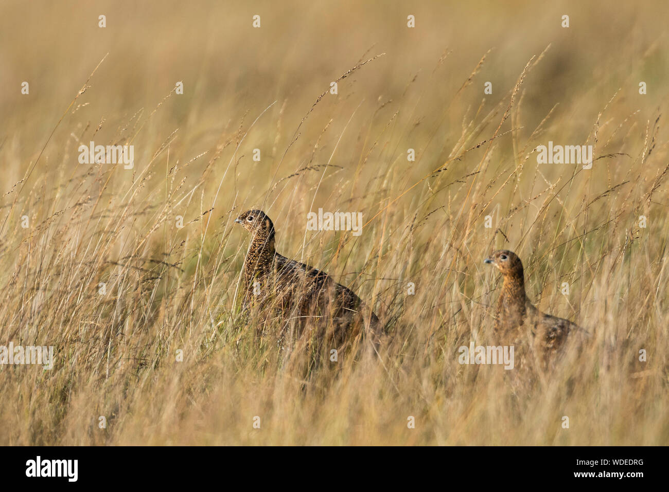 Moorschneehuhn auf der Yorkshire Moors, zwei Weibchen. Stockfoto