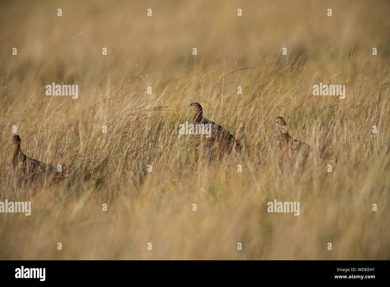 Moorschneehuhn auf der Yorkshire Moors, drei Vögel im dichten Gras. Stockfoto