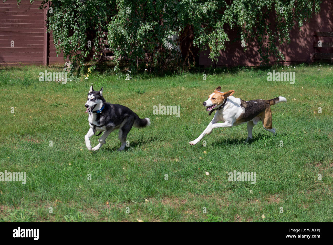 Siberian Husky und russischen Windhundes spielen auf der grünen Wiese im Park. Heimtiere. Reinrassigen Hund. Stockfoto
