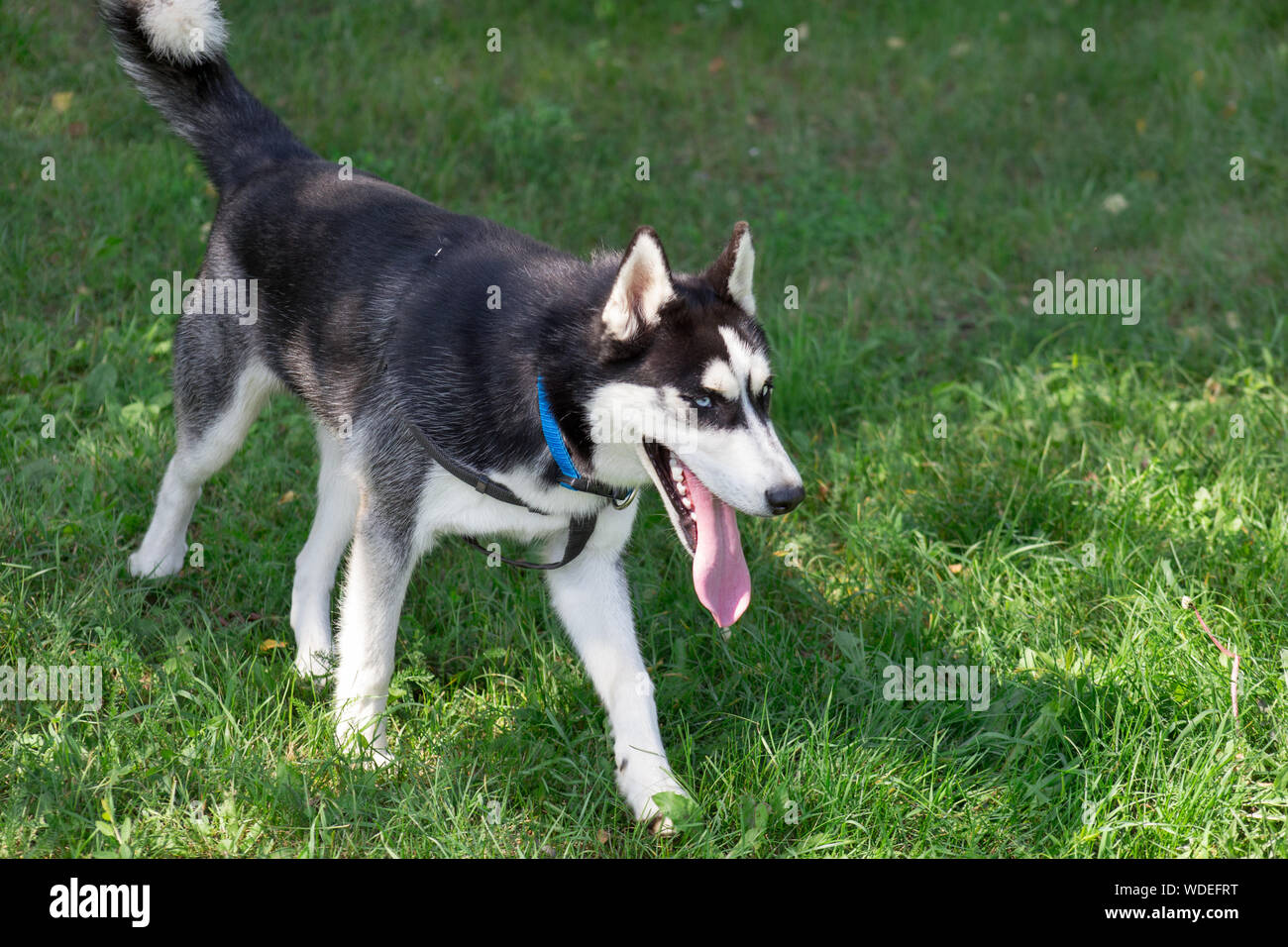 Siberian Husky ist Wandern auf grünem Gras im Park. Heimtiere. Reinrassigen Hund. Stockfoto