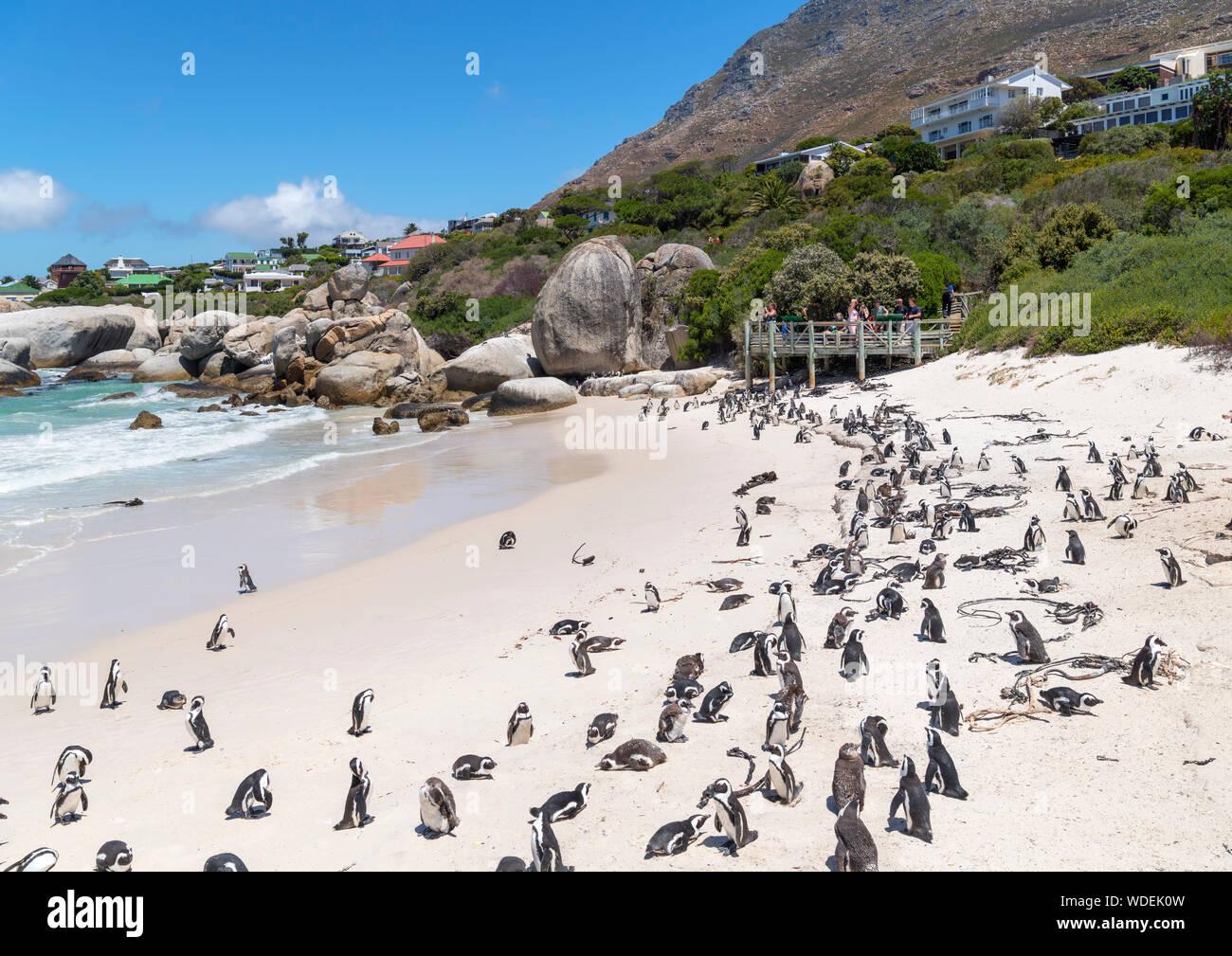 Kolonie afrikanischer Pinguine (Spheniscus demersus) am Boulders Beach, Simon's Town, Cape Town, Western Cape, Südafrika Stockfoto