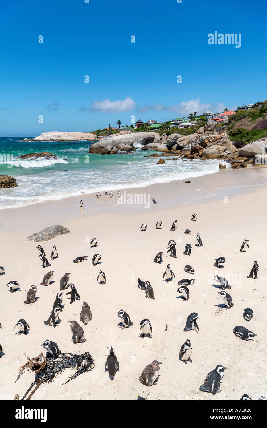 Kolonie afrikanischer Pinguine (Spheniscus demersus) am Boulders Beach, Simon's Town, Cape Town, Western Cape, Südafrika Stockfoto