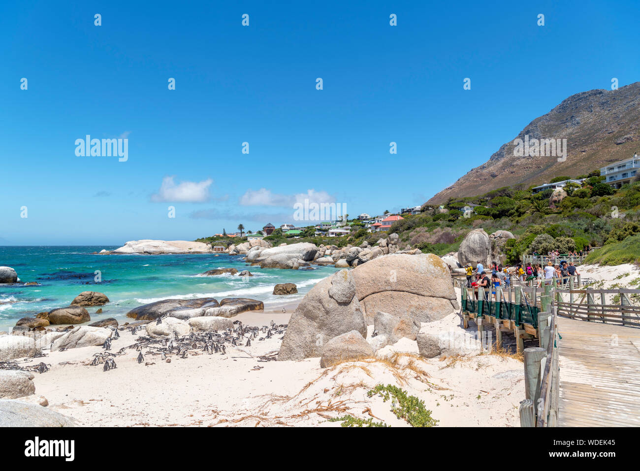 Anzeigen Plattformen und Boardwalk blickte eine Kolonie afrikanischer Pinguine (Spheniscus demersus) am Boulders Beach, Simon's Town, Cape Town, Western Cape, S Stockfoto