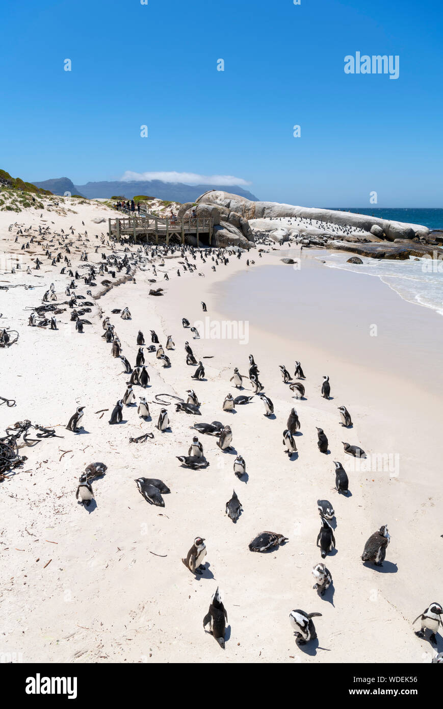 Kolonie afrikanischer Pinguine (Spheniscus demersus) am Boulders Beach, Simon's Town, Cape Town, Western Cape, Südafrika Stockfoto