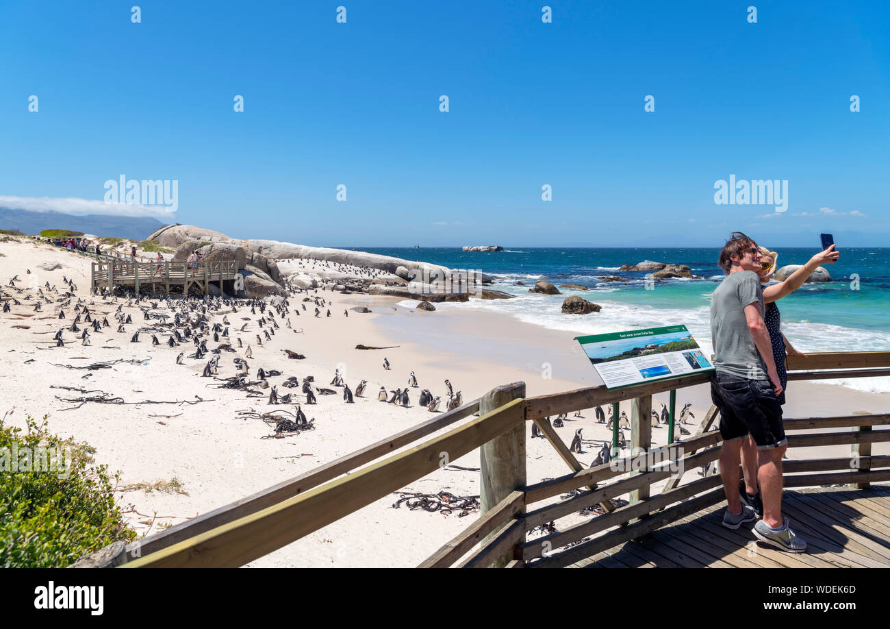 Junges Paar unter selife an eine Kolonie afrikanischer Pinguine (Spheniscus demersus), Boulders Beach, Simon's Town, Cape Town, Western Cape, Südafrika Stockfoto