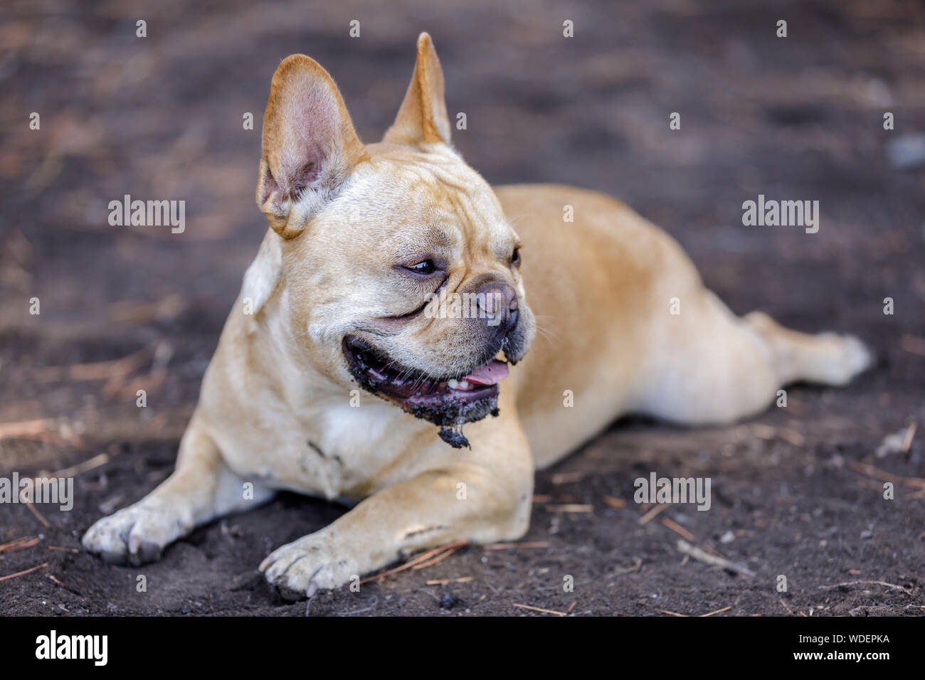 Muddy Französische Bulldogge männlichen Abkühlen. Stockfoto Muddy Französische Bulldogge männlichen Abkühlen. Stockfoto