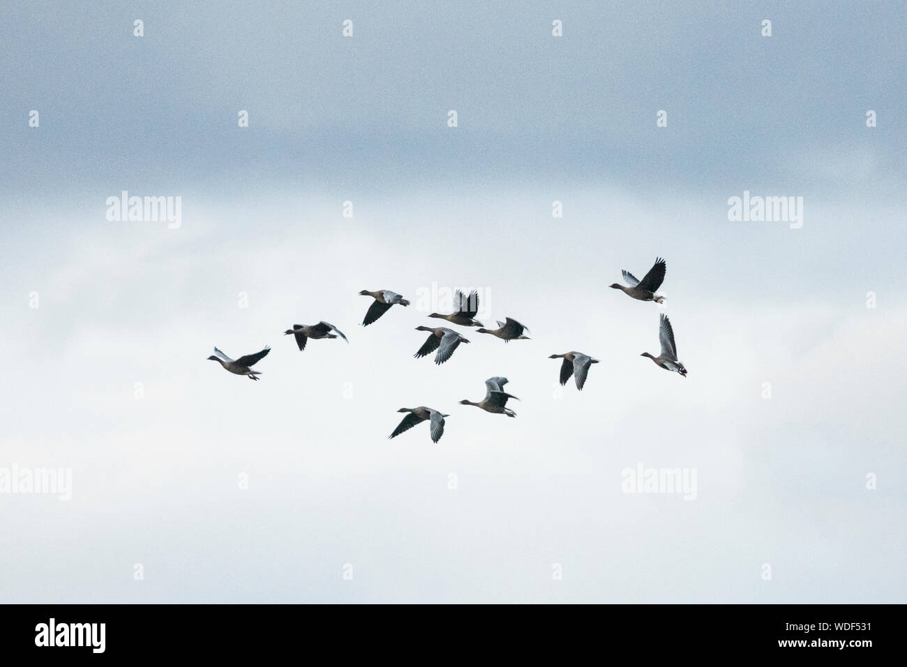 Herde von rosa Gänse zentriert auf einem bewölkten Himmel Stockfoto