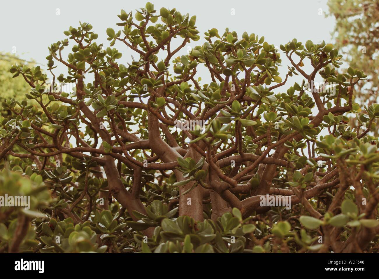 Üppig grüne Blatt Baum Stockfoto
