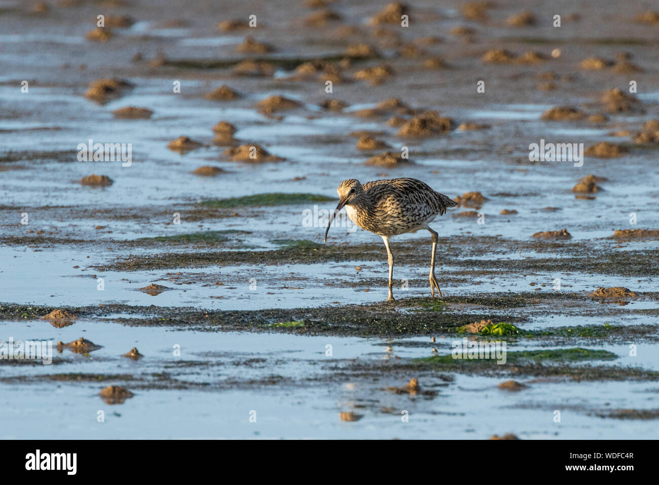 Curlew Fütterung auf das Watt, vorne teilweise. Stockfoto