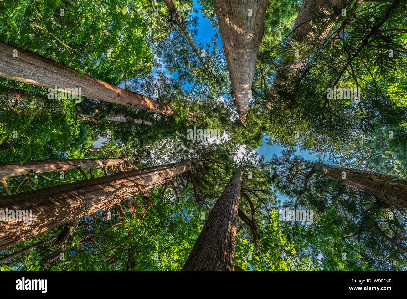 Mount Haguro, Eines der drei heiligen Berge der Provinz Dewa (Dewa