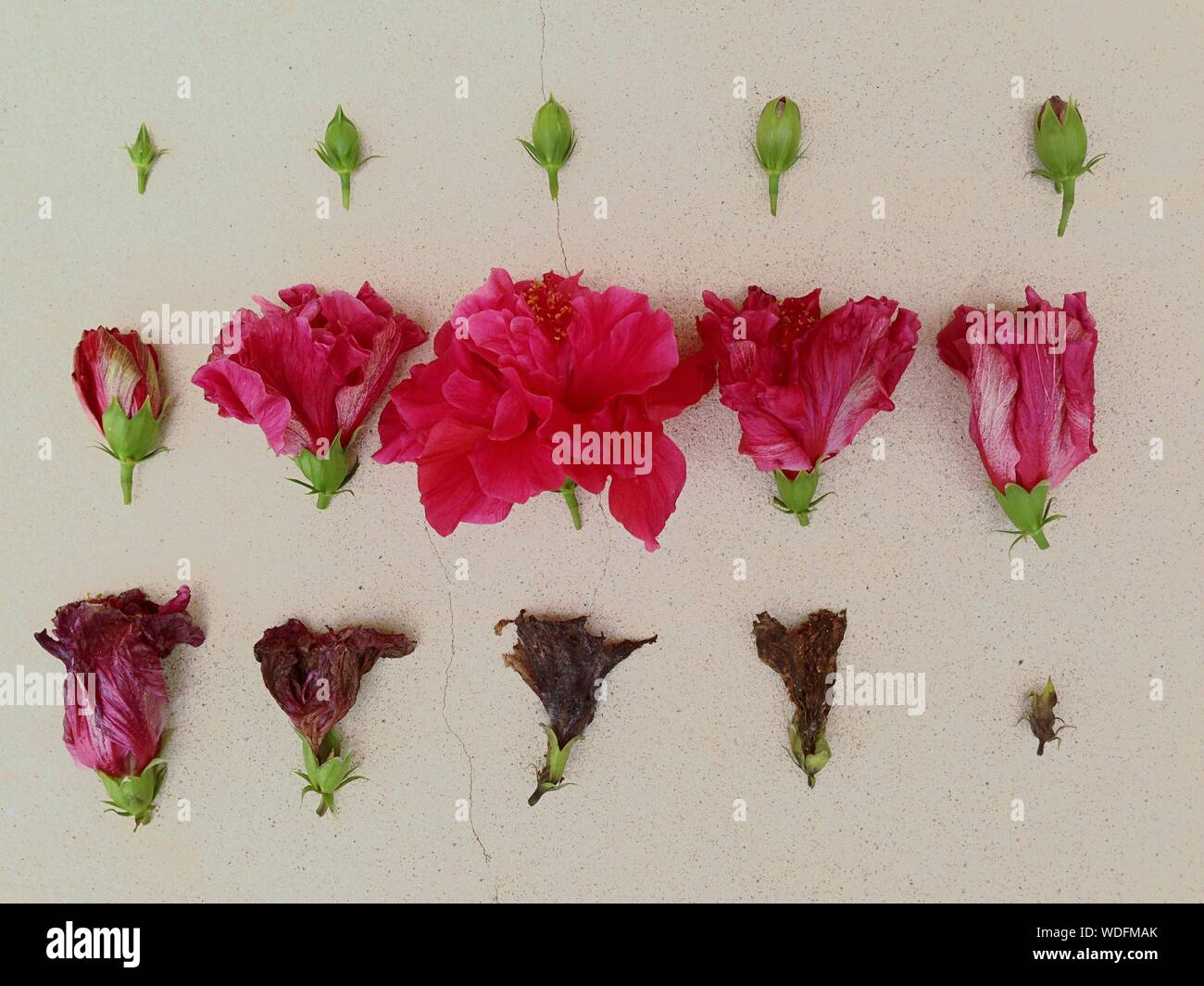 Zeitraffer der Hibiskusblüte Stockfoto