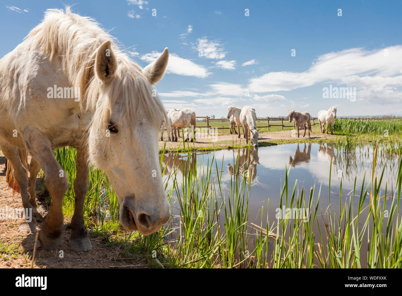 Camargue Pferde im Naturpark der Aiguamolls de l'Emporda, Girona, Spanien Stockfoto