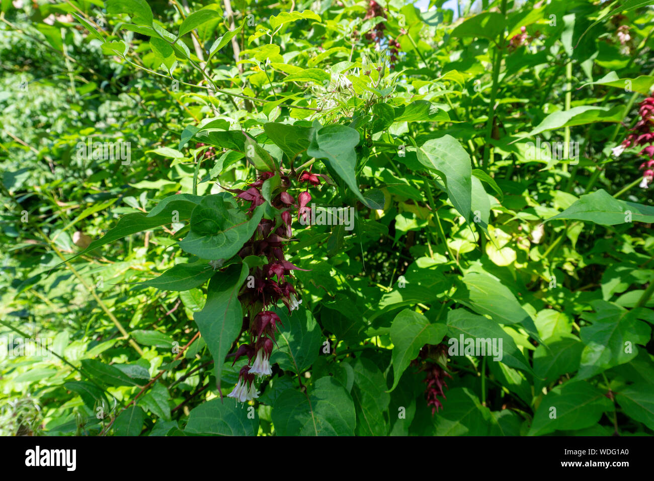 Paulownia Tomentosa, auch als Fingerhut Baum oder Prinzessin Baum, Teil der Paulowniaceae Familie von Pflanzen bekannt. Stockfoto