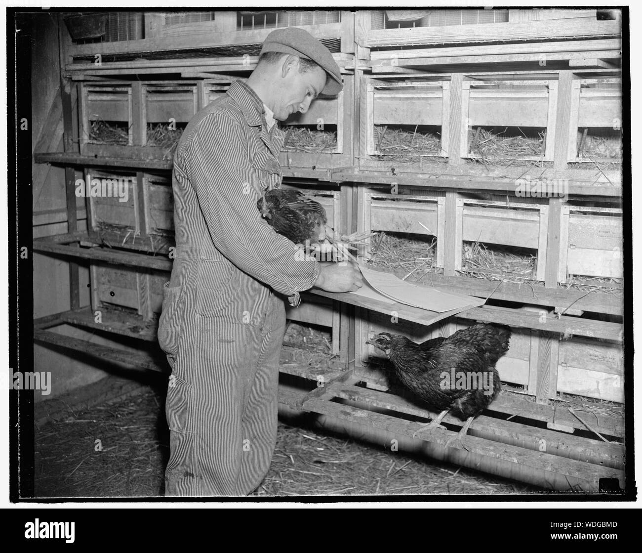 George Wohnung ATTICK, junior Geflügel Adjutant, entfernt das Huhn und Eier aus dem Trap Nest. Die Eier werden dann mit der Nummer auf dem Bein band der Henne zu entsprechen. Von hier aus wird das Ei durch, bis die Henne oder Hahn voll gewachsen ist, 1/19/38 Abstract / Medium: 1 Negativ: Glas 4 x 5 in. oder kleiner überprüft Stockfoto