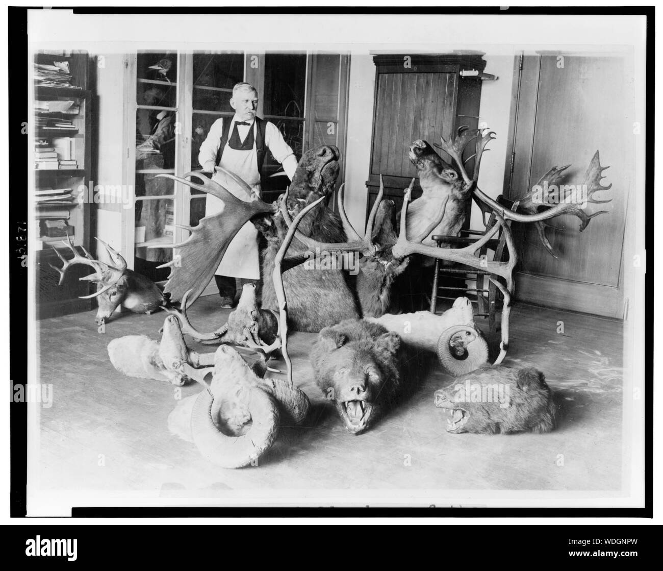 George Marshall, Dekan der taxidermists am nationalen Museum, fotografiert mit einigen der historischen White House Trophäen, die er derzeit renovieren Abstract / Medium: 1 Fotoabzug. Stockfoto